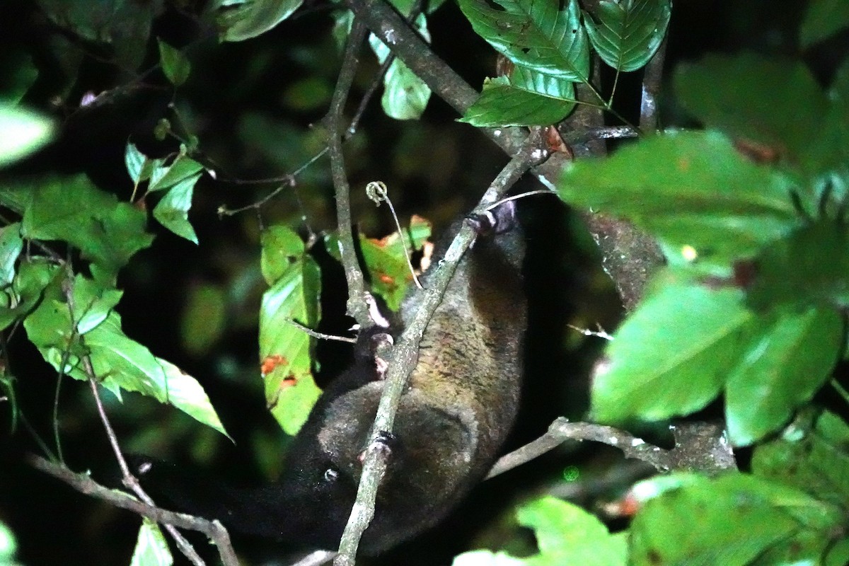 Lemuroid Ring-tailed Possum - ML646623999