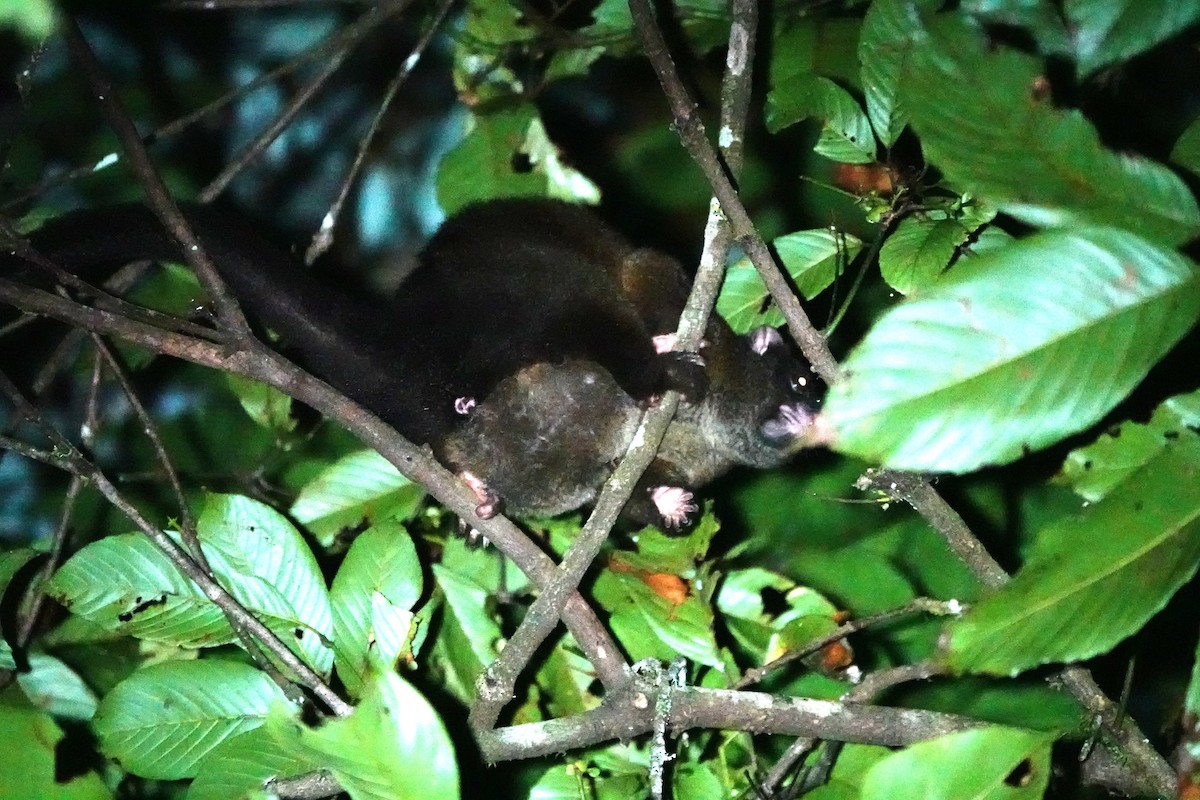 Lemuroid Ring-tailed Possum - ML646624000