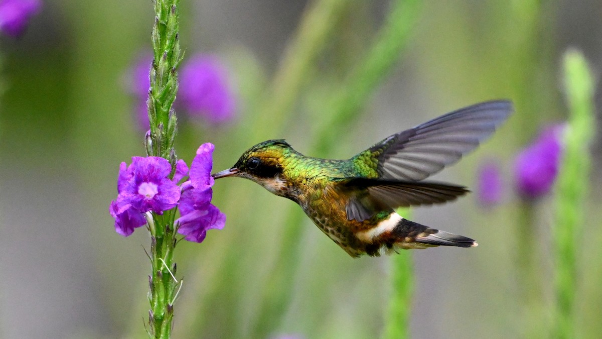 Black-crested Coquette - ML646624001