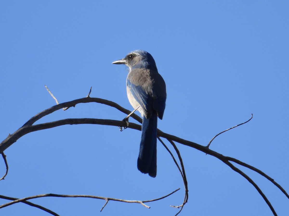 einerskrike - ML646624002