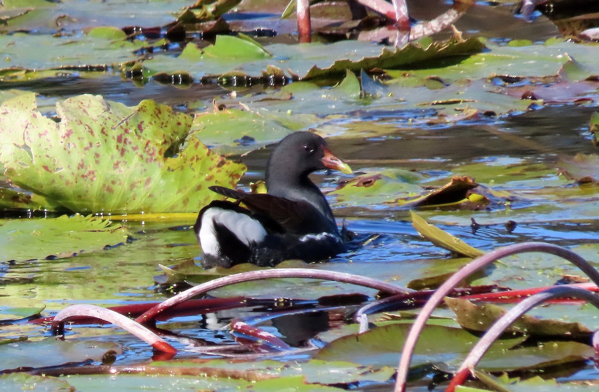 Common Gallinule - ML646624003