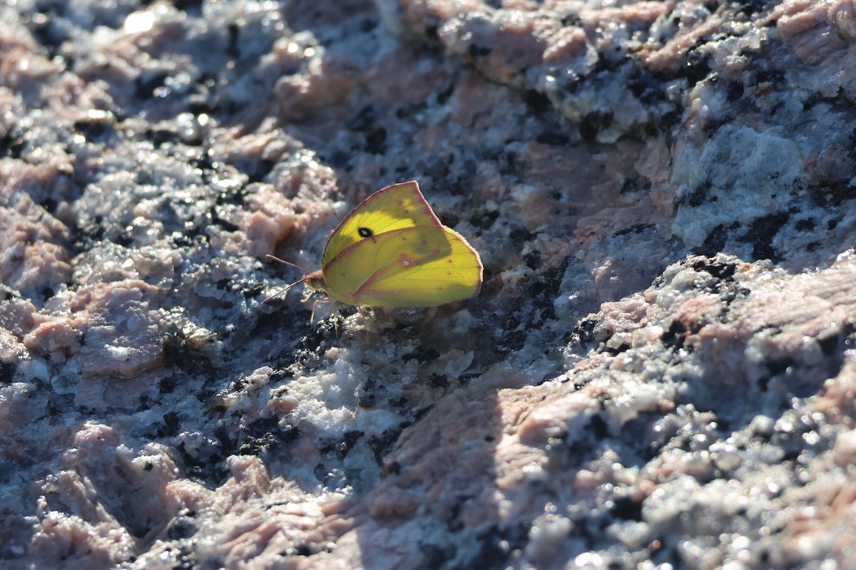 Southern Dogface - ML646624004