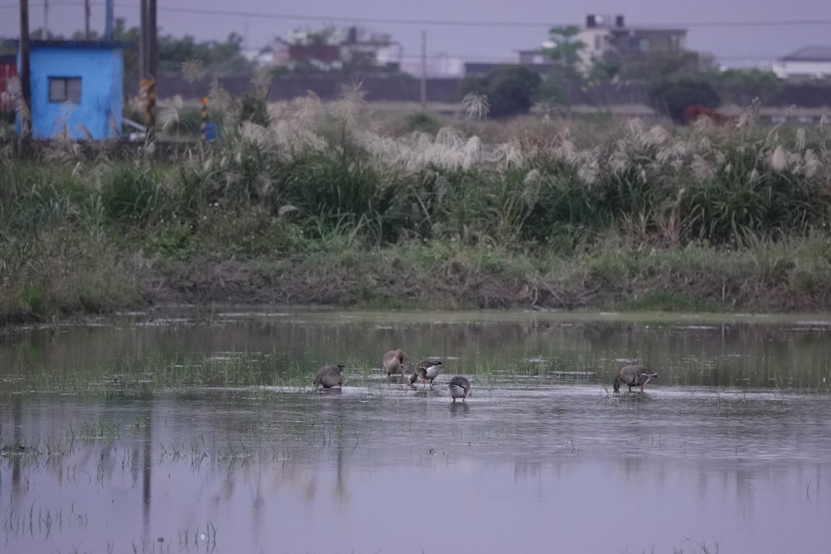 Гуска мала - ML646624006