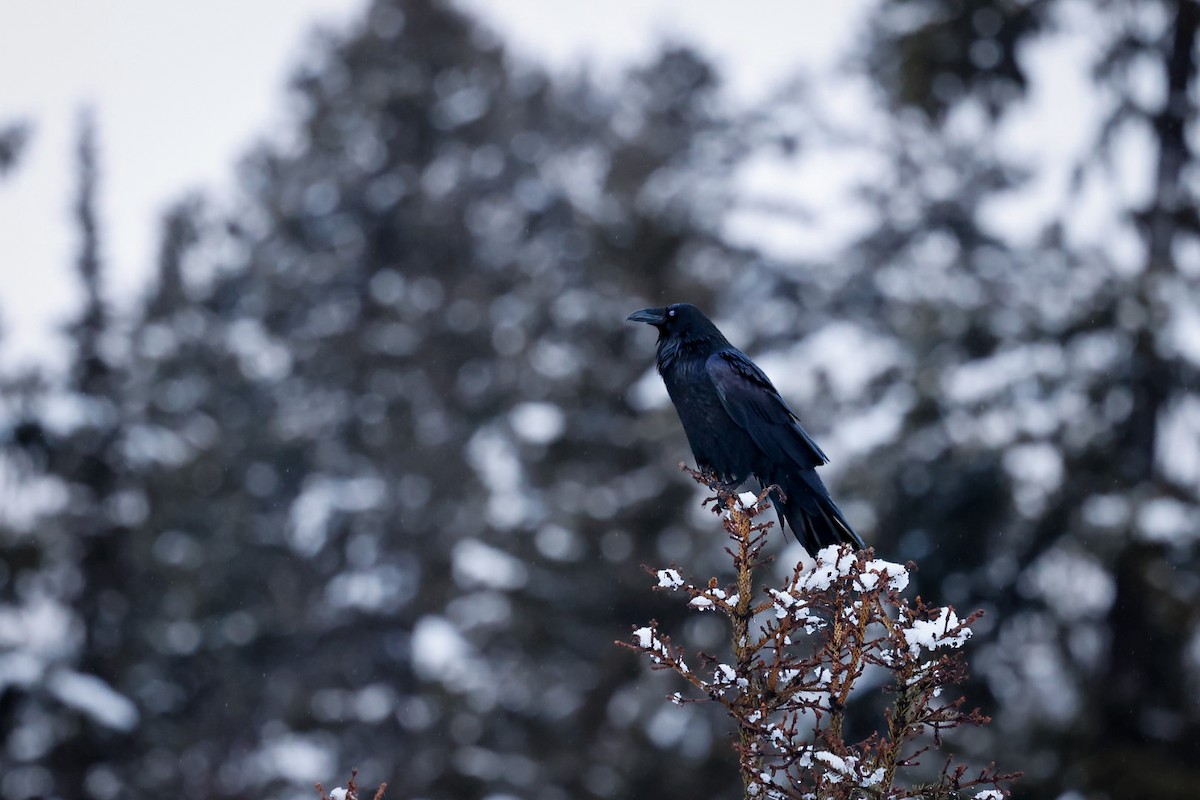 Corvo imperiale - ML646624007