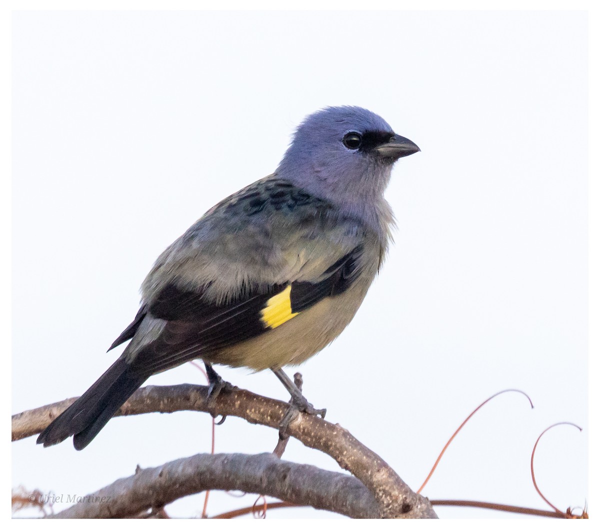 gulvingetanagar - ML646624014