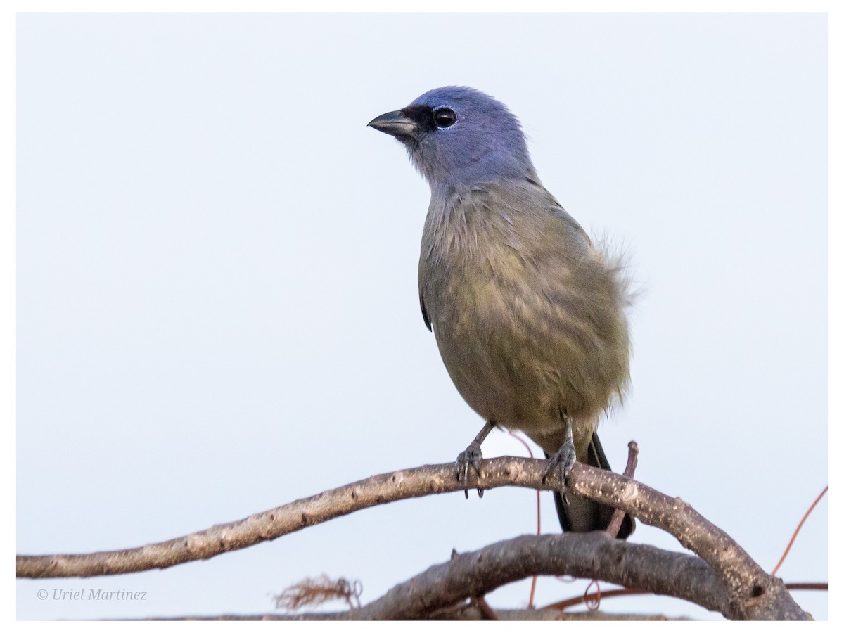 gulvingetanagar - ML646624015