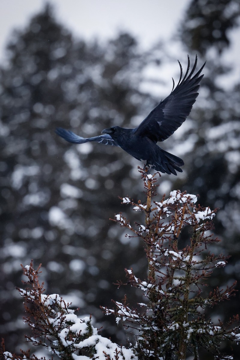 Corvo imperiale - ML646624016