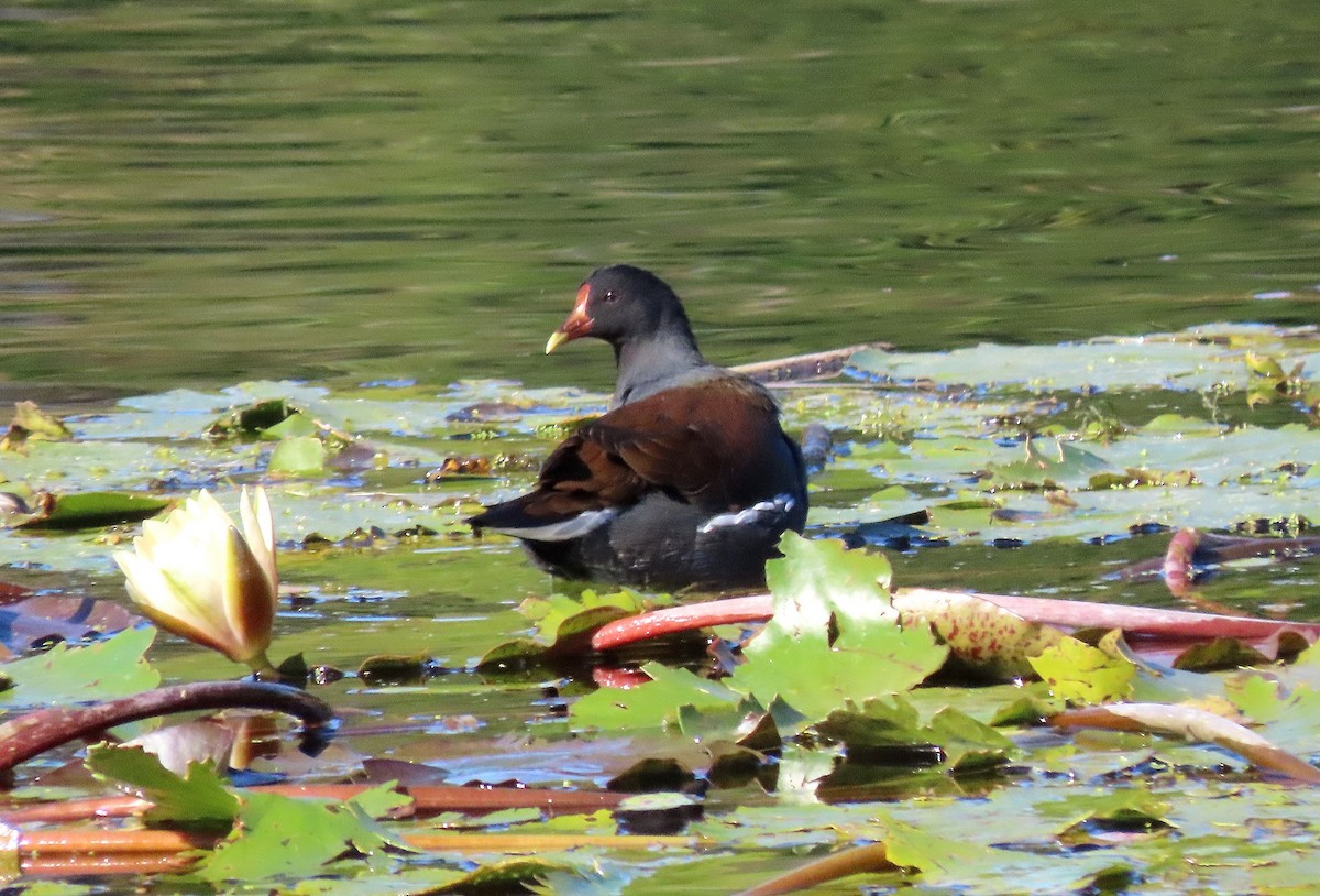 Common Gallinule - ML646624018