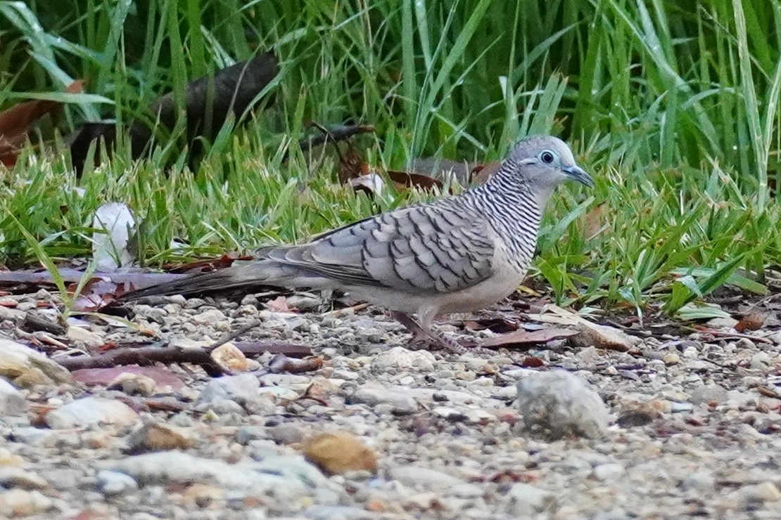 Peaceful Dove - ML646624022