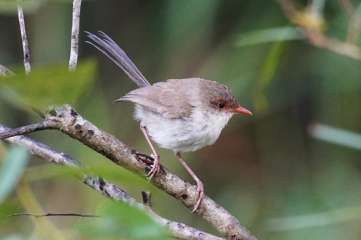 Superb Fairywren - ML646624023