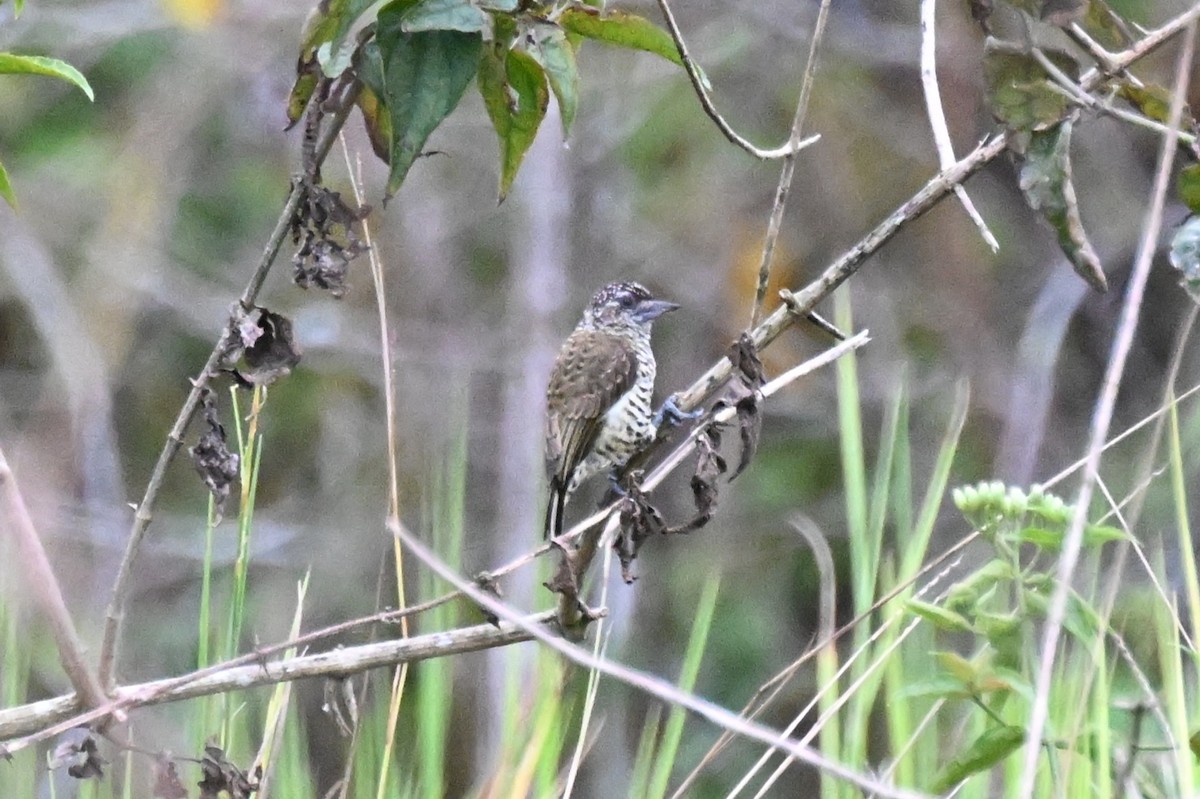 キンクロヒメキツツキ - ML646624024