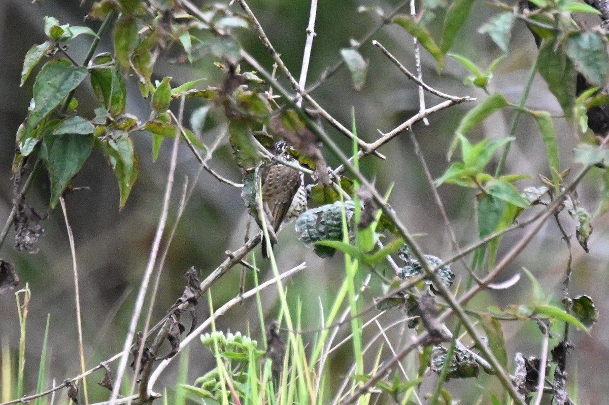 キンクロヒメキツツキ - ML646624025