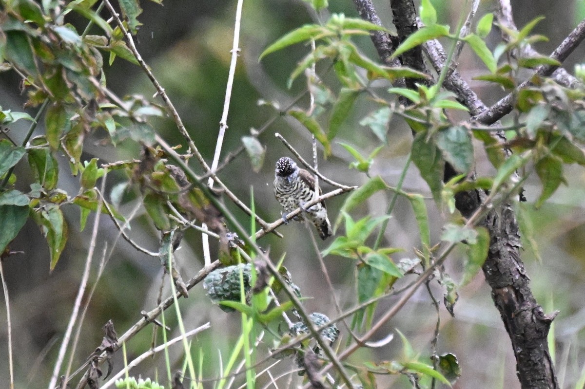 キンクロヒメキツツキ - ML646624026