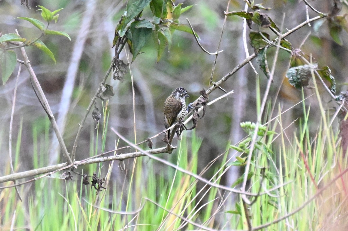 キンクロヒメキツツキ - ML646624027