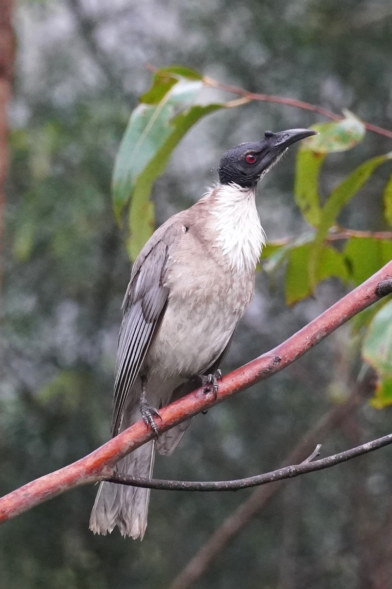 Noisy Friarbird - ML646624029
