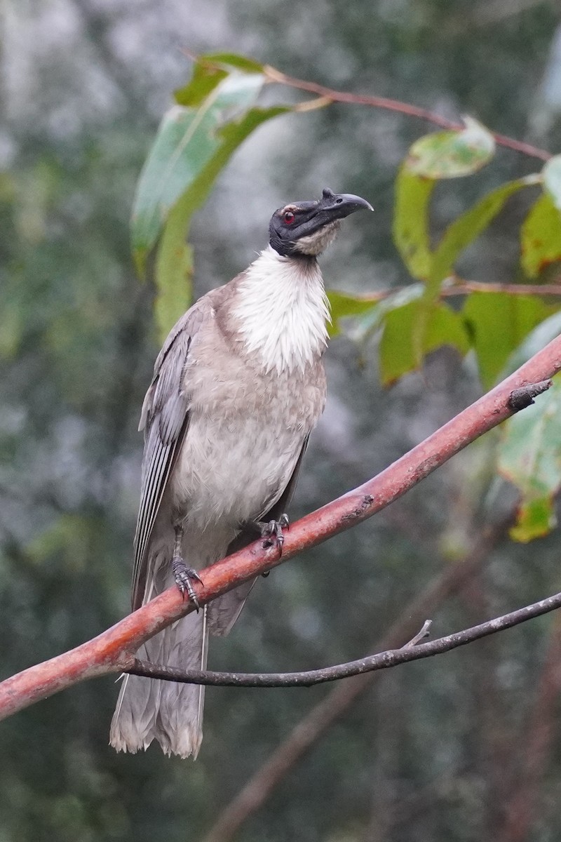 Noisy Friarbird - ML646624030