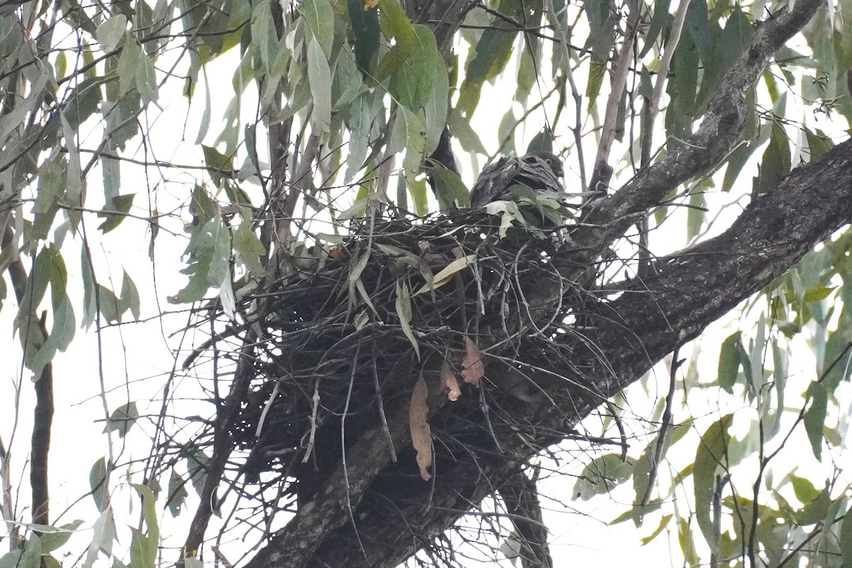 Collared Sparrowhawk - ML646624032
