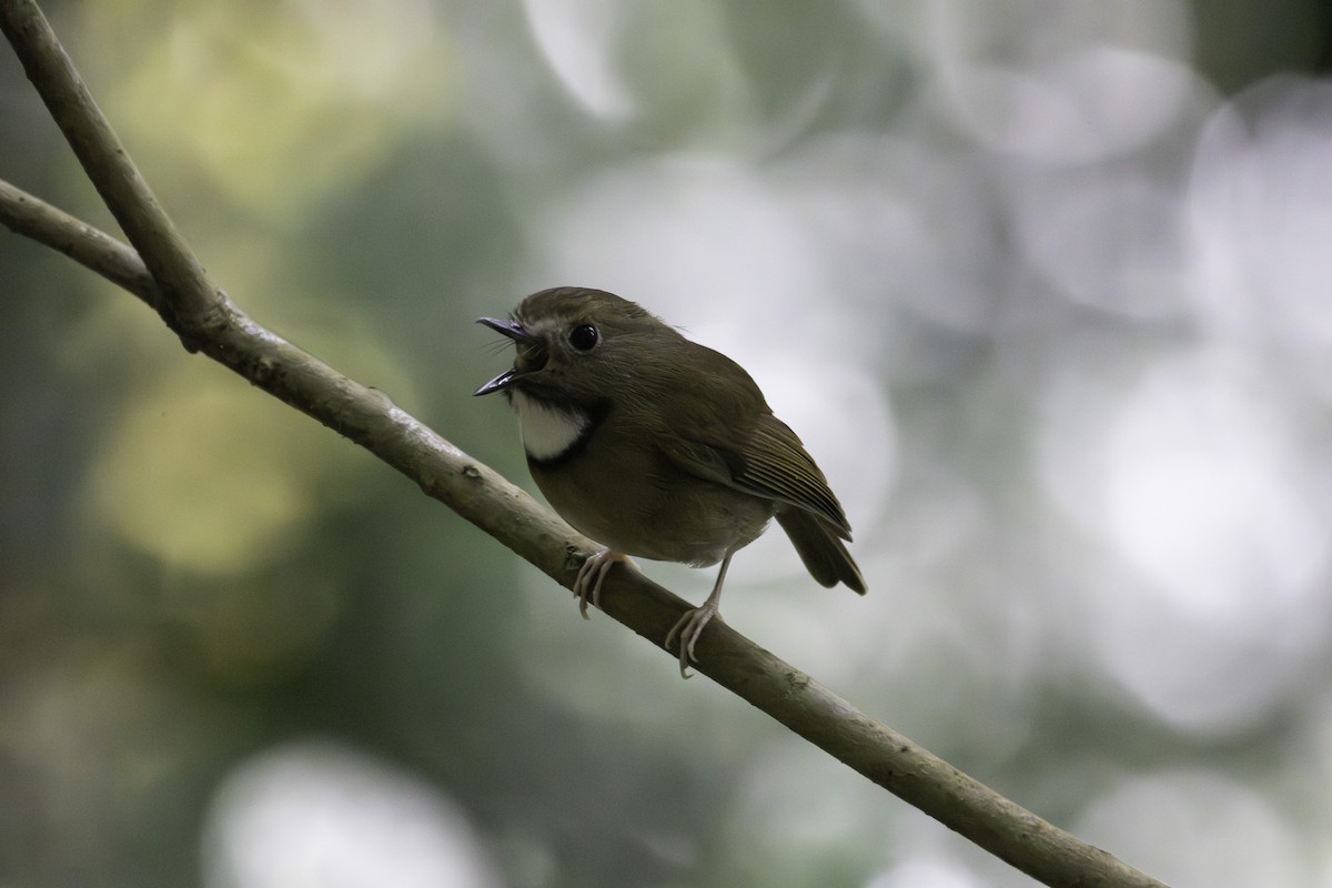 Ak Boğazlı Sinekkapan - ML646624034