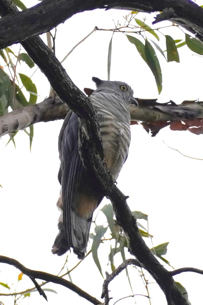 Pacific Baza - ML646624035