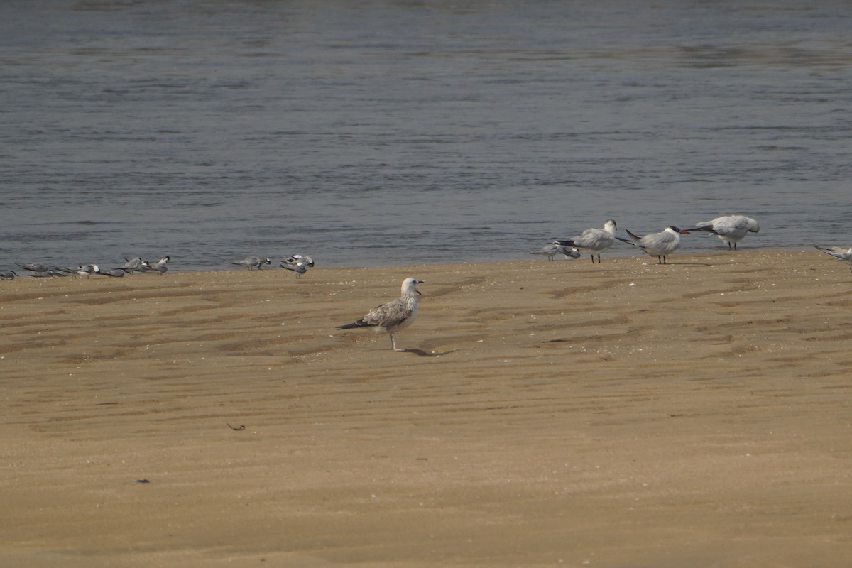 Lesser Black-backed Gull - ML646624042