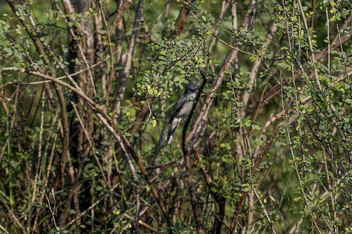 svarthodelarveeter - ML646624045