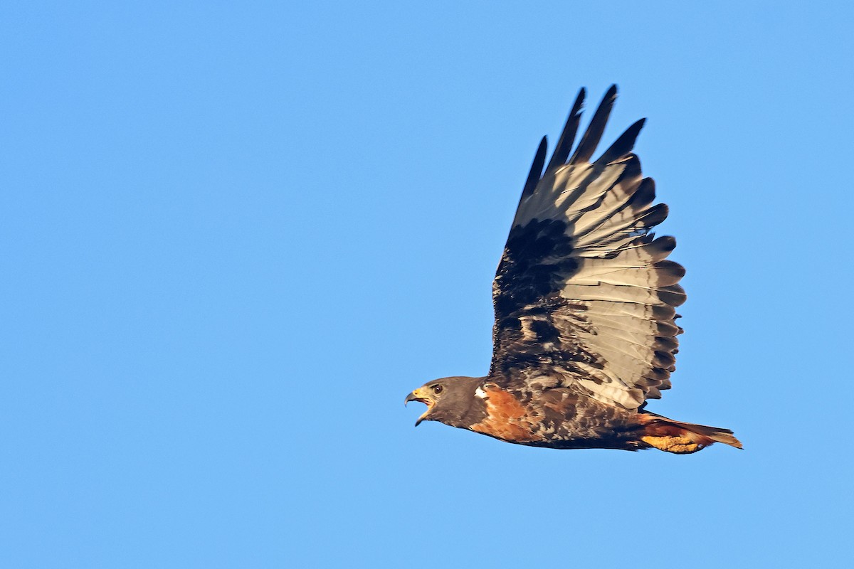 Jackal Buzzard - ML646624046