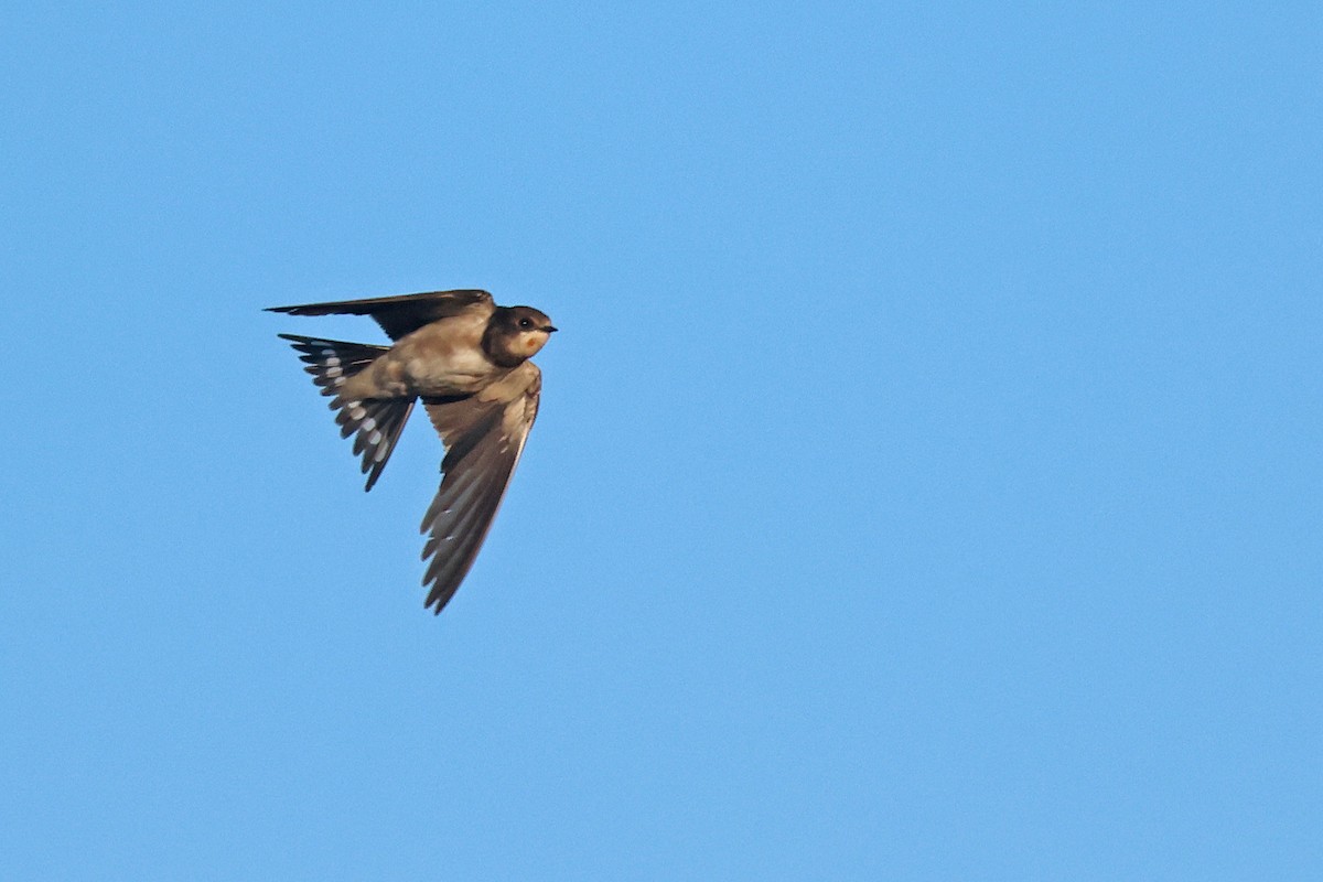 Barn Swallow (White-bellied) - ML646624048