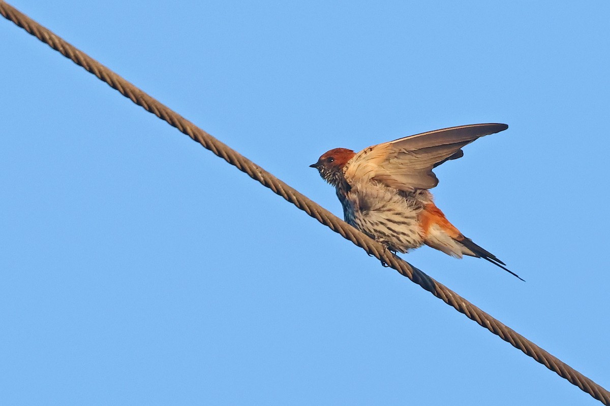 Lesser Striped Swallow - ML646624050