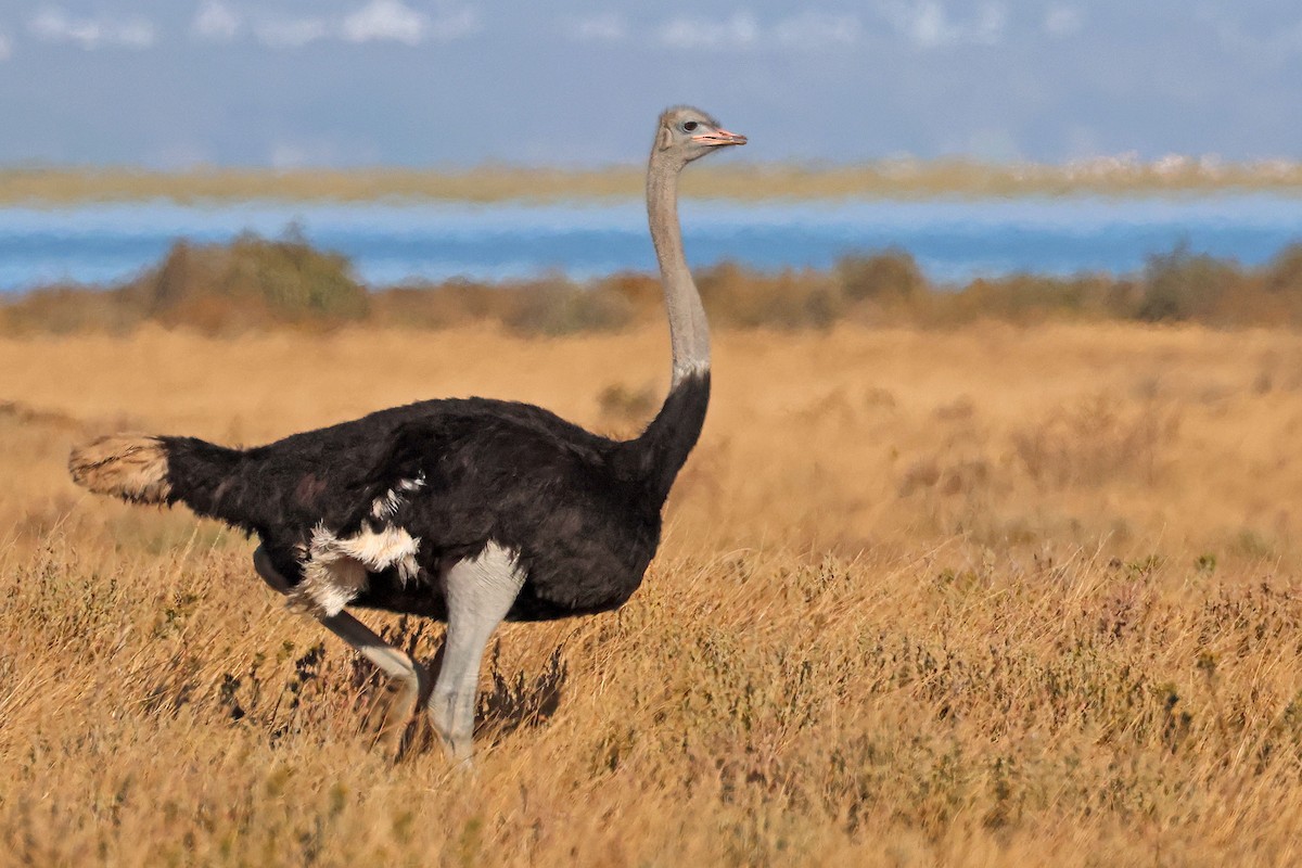 Common Ostrich - ML646624055