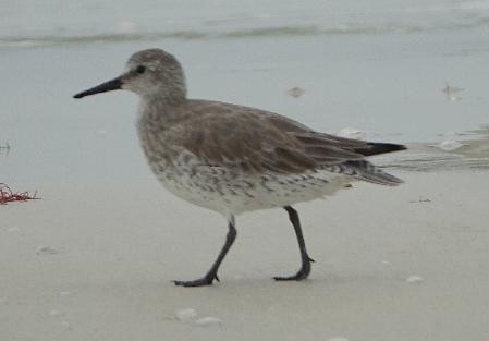 jespák rezavý - ML646624056