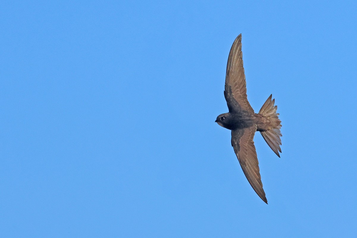 Common Swift - ML646624057