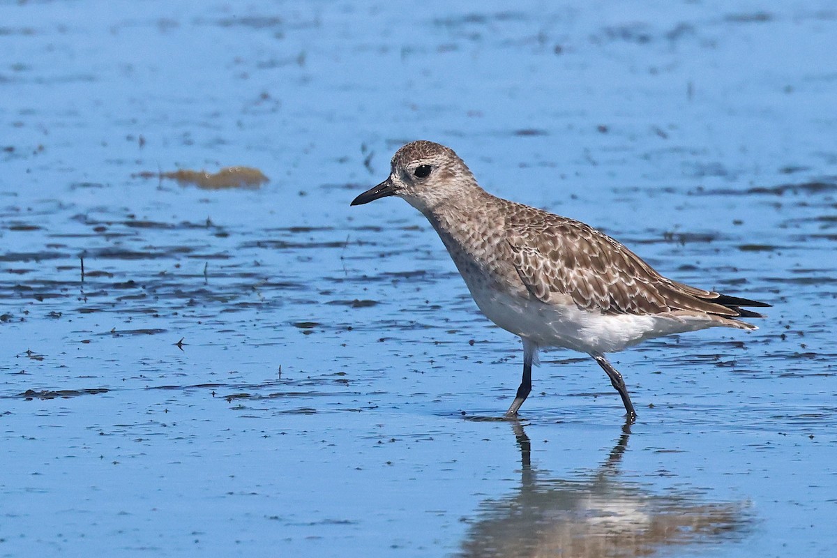 Black-bellied Plover - ML646624059