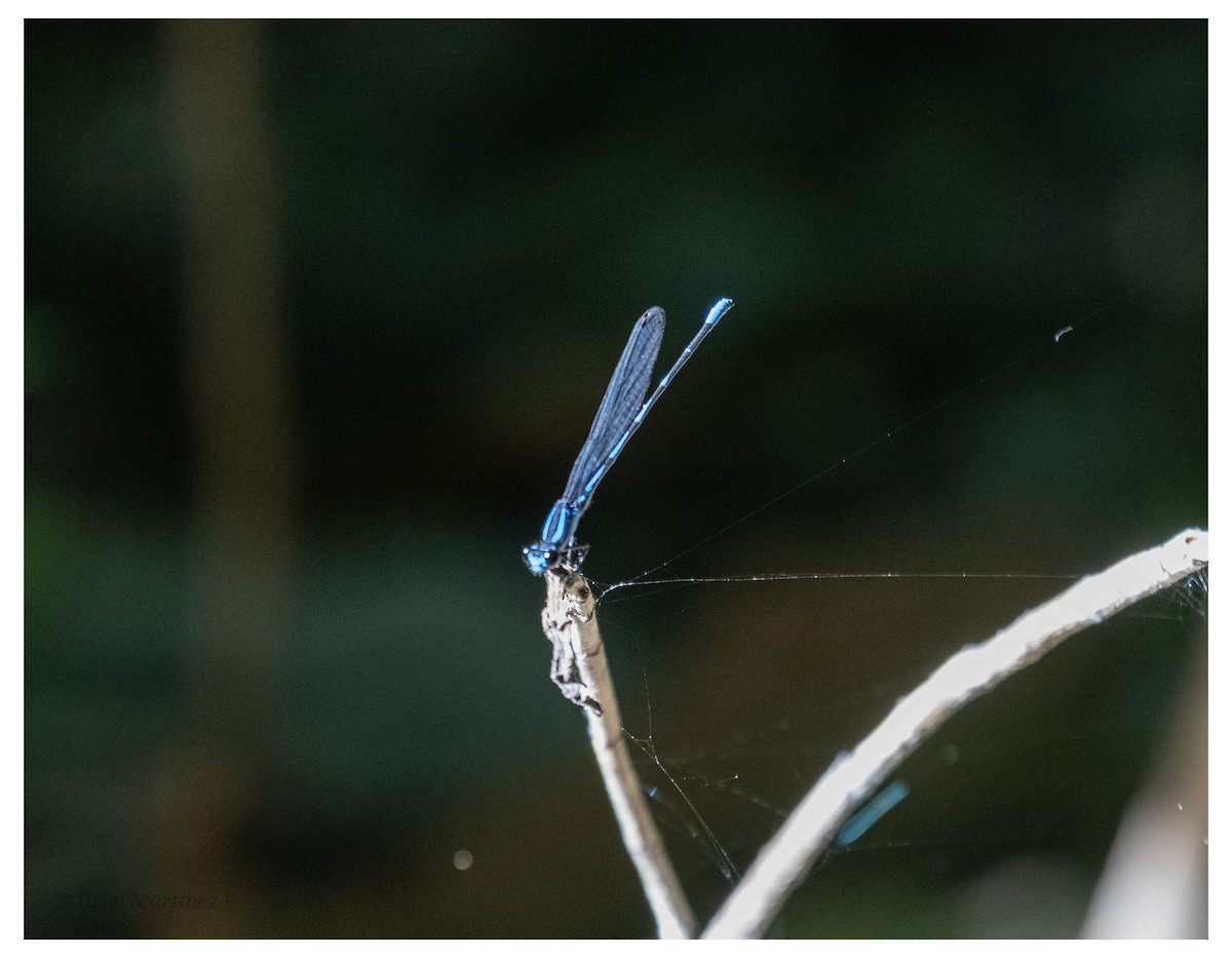 Animals - ML646624060