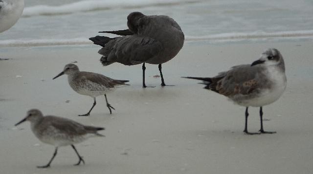 jespák rezavý - ML646624063