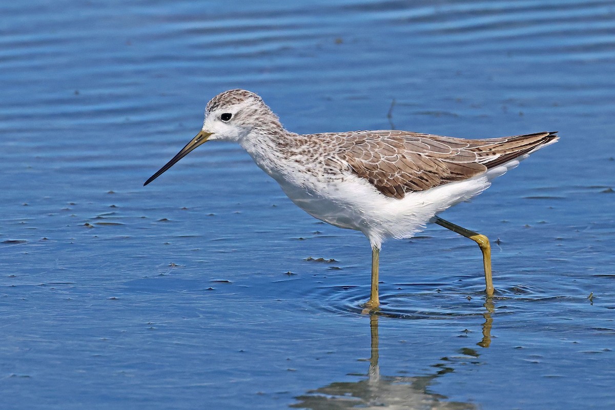 Marsh Sandpiper - ML646624064