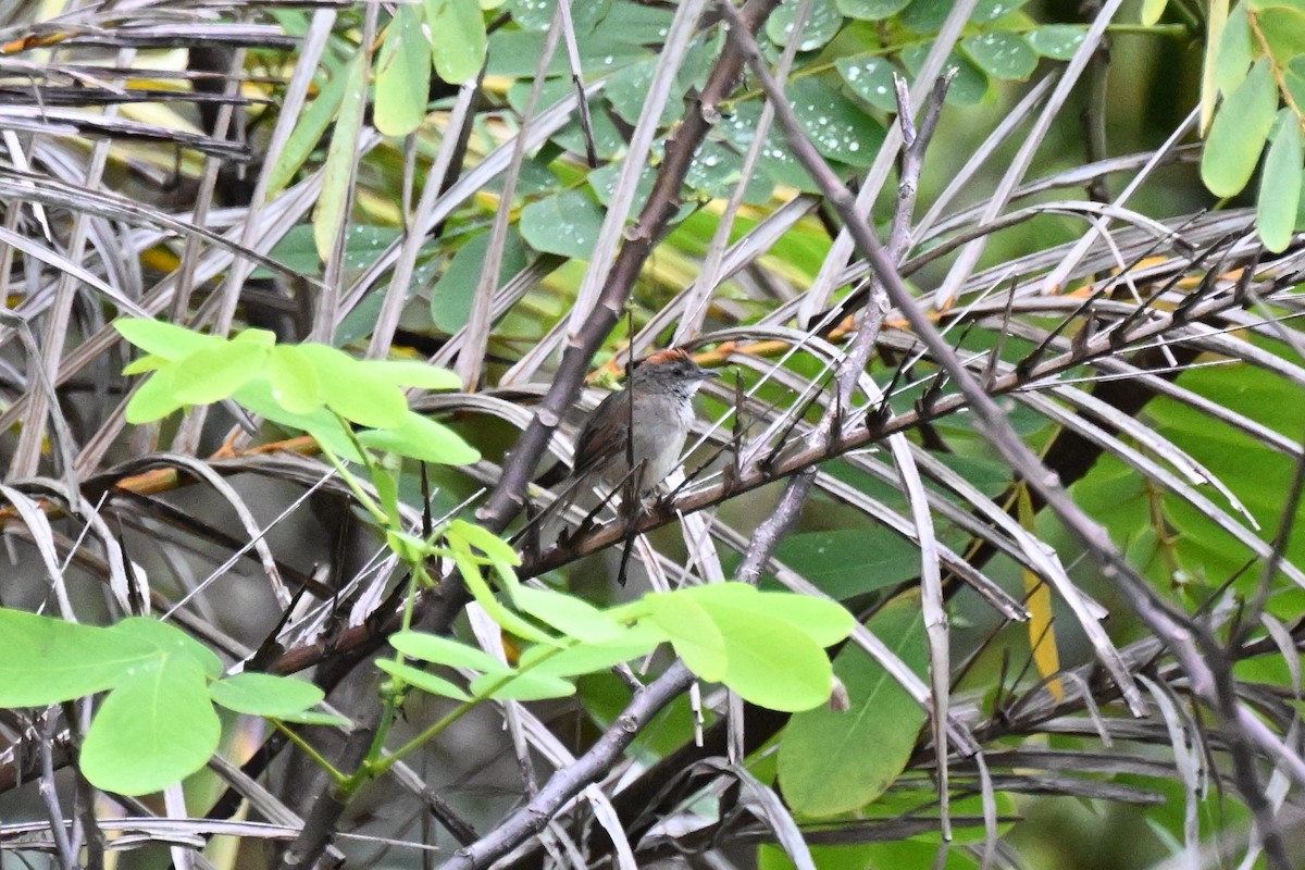 ムナジロオナガカマドドリ - ML646624065