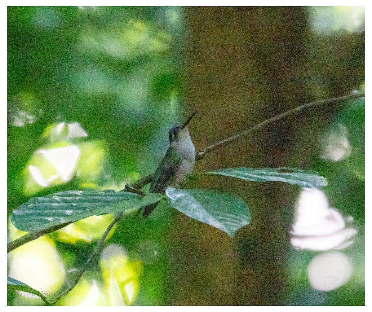 Wedge-tailed Sabrewing - ML646624066