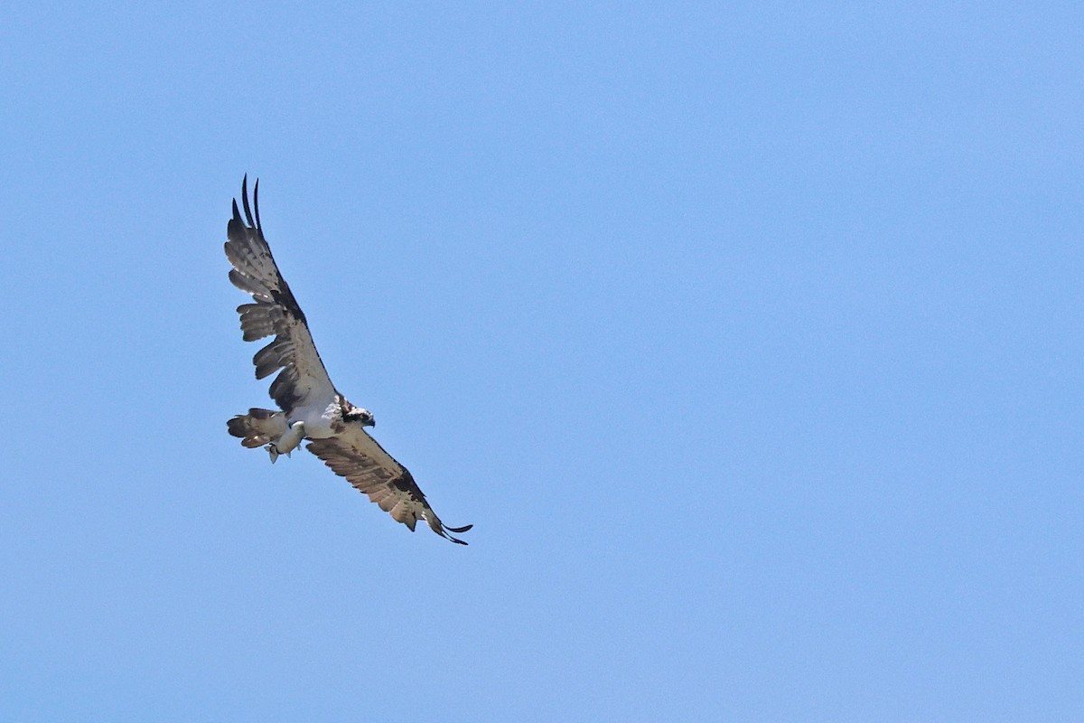 Osprey (Eurasian) - ML646624069