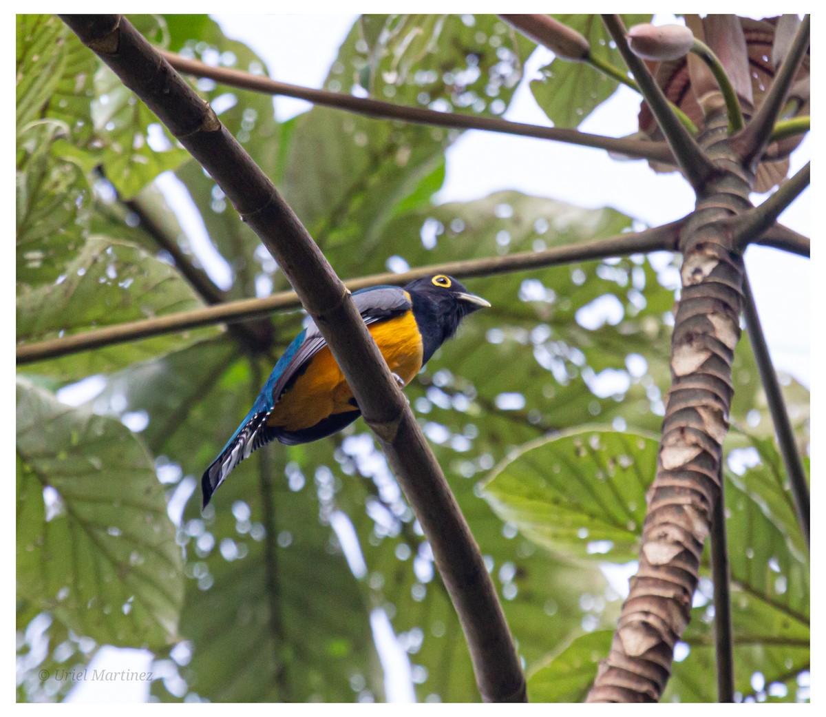 Gartered Violaceous Trogon - ML646624070