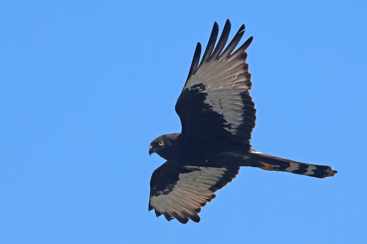Black Harrier - ML646624071