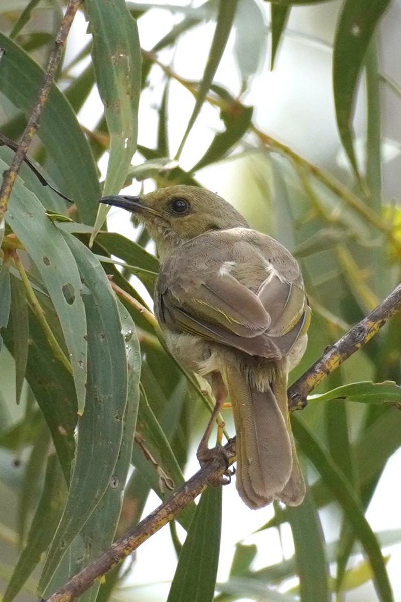 Fuscous Honeyeater - ML646624073