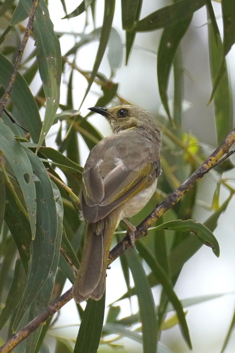 Fuscous Honeyeater - ML646624074