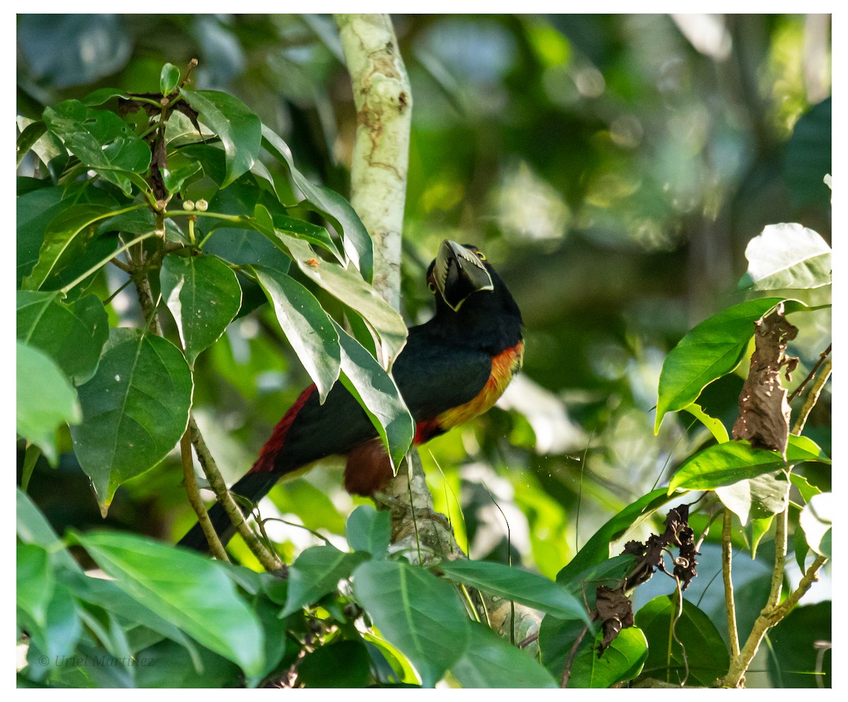 Collared Aracari - ML646624075