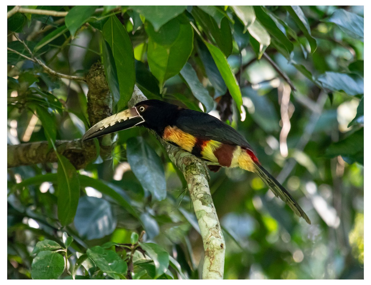 Collared Aracari - ML646624076