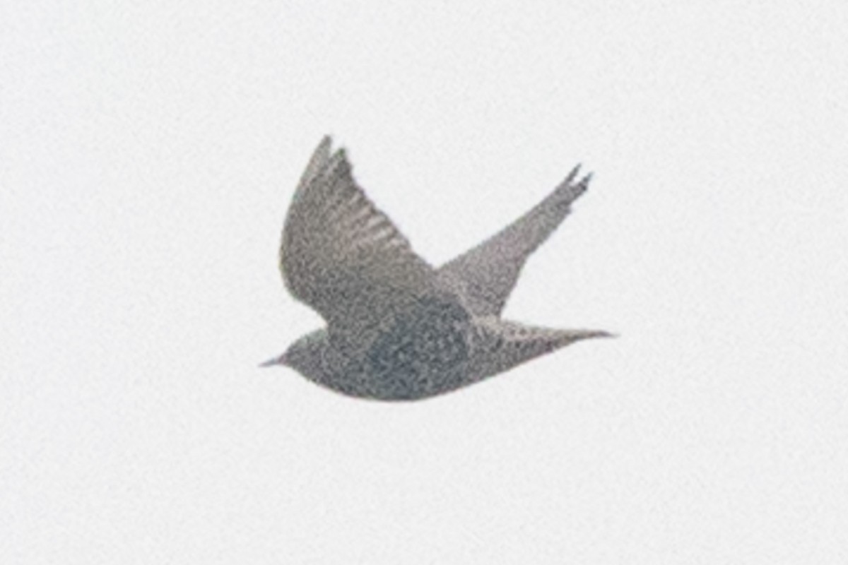 European Starling - ML646624077