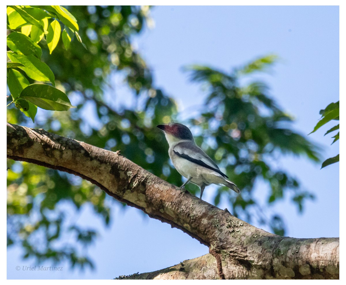 Masked Tityra - ML646624081