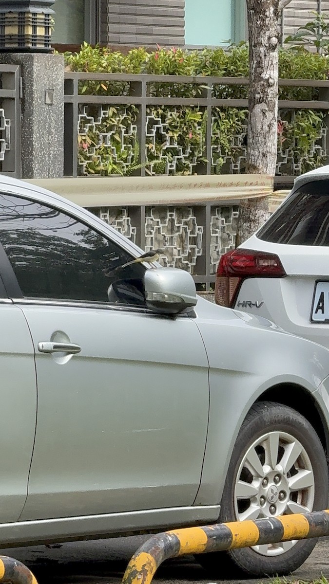 Gray Wagtail - ML646624084