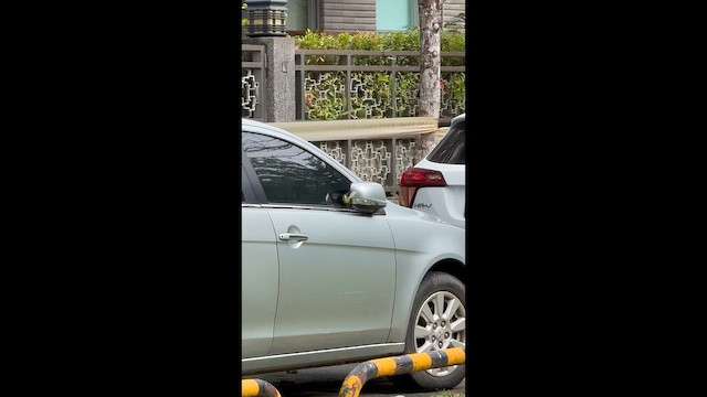 Плиска гірська - ML646624085