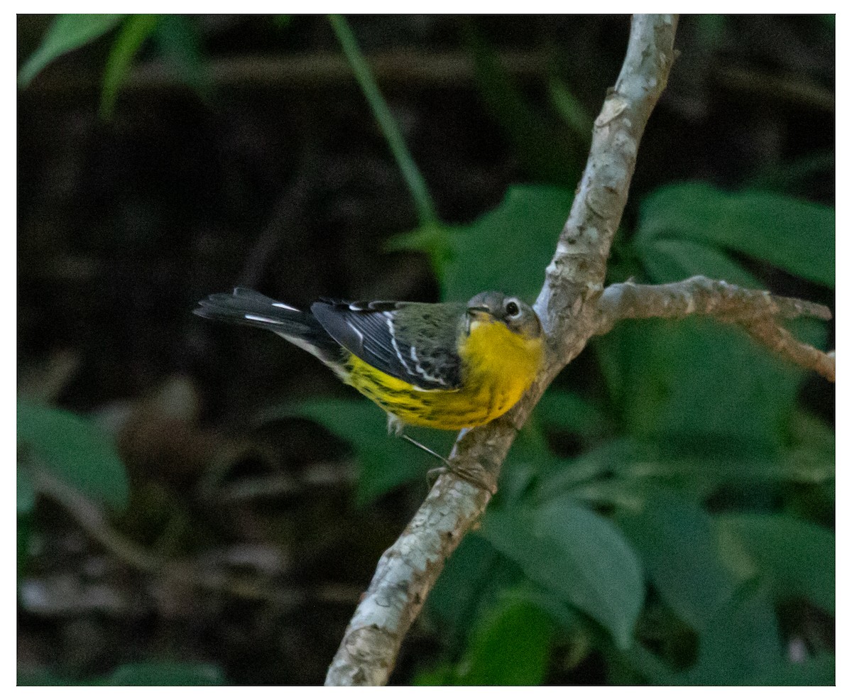Magnolia Warbler - ML646624087