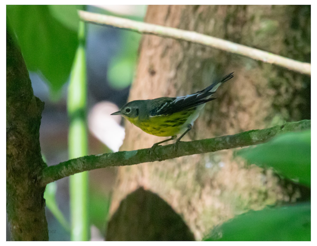 Magnolia Warbler - ML646624088